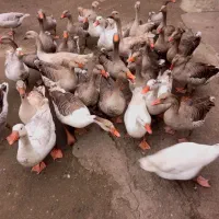 غاز محلی و دورگه