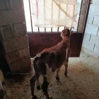 گاو گوساله|حیوانات مزرعه|کوهدشت, |دیوار