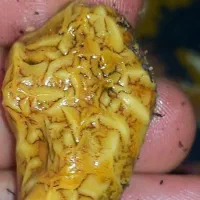 زوعه یا بزاغ م ا ر کهنه عتیقه بشرط اصل و طبیعی