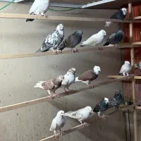 کفتر|پرنده|تهران, چیتگر جنوبی|دیوار