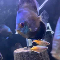 فروش ویژه دیسکس|ماهی|کرمان, |دیوار