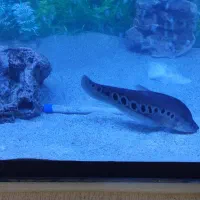 ماهی آکواریوم