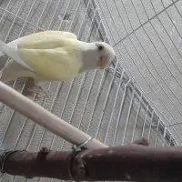 کوتوله ماده