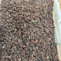 کشمش خرما سوغات