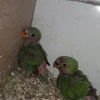دو عدد کتوله سرلاکی