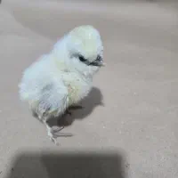 جوجه سلطان و لهستانی و برهما|حیوانات مزرعه|پیشوا, |دیوار