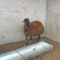 بره نر درشت|حیوانات مزرعه|فاضل آباد, |دیوار