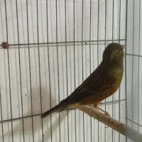 قناری یلو و سبز.|پرنده|بندرعباس, |دیوار