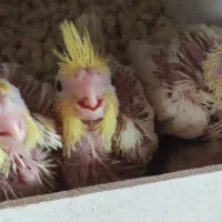 جوجه عروس هلندی سرلاکی|پرنده|فردوس (خراسان), |دیوار