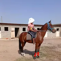 اسب نریان ترکمن