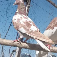 کفتر خارجی اصل کپکی