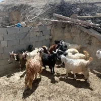 فروش 15 راس کهره نر شیری سبک وزن