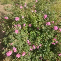 باغ فروشی جاده ملایر