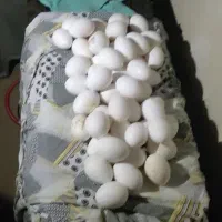 مرغ