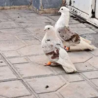 کبوتردوکت وپشتی سرور