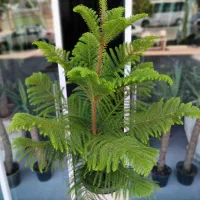 خزه|گل و گیاه طبیعی|تربت‌حیدریه, بی بی حسنیه|دیوار