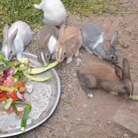 ۶عدد خرگوش خانگی ۳ماه