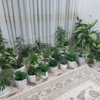 گلهای زیبا با گلدانهای زیبا