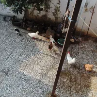 فروش مرغ اردک