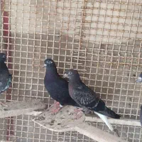 سه تا جوجه دم سفید