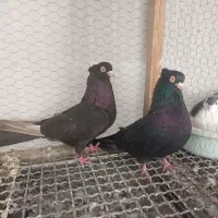 کبوتر سرخ و قیل زاغ صرب|پرنده|شهرضا, |دیوار