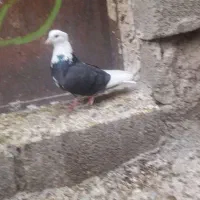 کبوتر