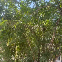 زمین ۱۵۰ متر شهرک قدس( فروش و تهاتر )
