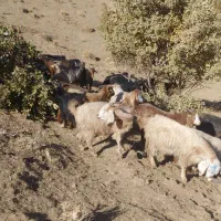 بز چاق برای عروسی|حیوانات مزرعه|نورآباد, |دیوار