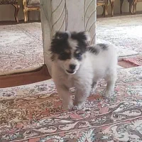 سگ کوچولو پامر اشپیتز|سگ|تبریز, |دیوار