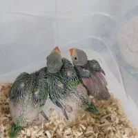 جوجه  ملنگو نر ماده  موجود هست