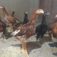 جوجه لاری و محلی بزرگ و کوچیک|حیوانات مزرعه|بناب, |دیوار