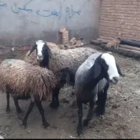 میش اصیل شالی