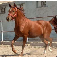 مادیون درجه یک شجره دار معاوضه باکاه