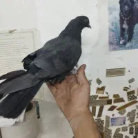 کبوترصداکن،شکاربیابان|پرنده|خمینیشهر, |دیوار