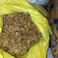 باقلی خشک درجه یک|عمده‌فروشی|گرگان, |دیوار