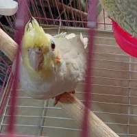 دو عدد عروس هلندی|پرنده|خوانسار, |دیوار