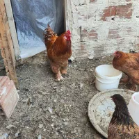 مرغ و خروس برهما اصل