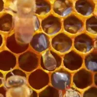 عسل ارگانیک مزرعه