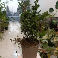 گل شمشاد ابلق و سبز و پایه دار ارسال رایگان + هدیه