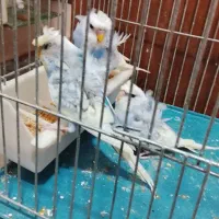 طوطی برزیلی و مرغ عشق پروانه ای