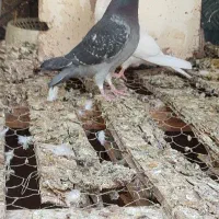 دوتا پلاکی شکار