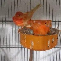 فروش یک جفت قناری مولد رد فاکتور رو تخم