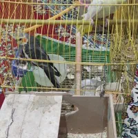 جفت عروس هلندی