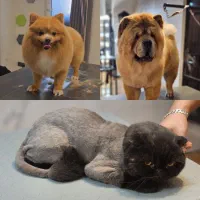 ارایشگر حیوانات خانگی (گرومر)