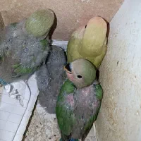 طوطی برزیلی صورت هلویی سرلاکی|پرنده|ارومیه, |دیوار