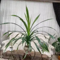 گل اپارتمانی خیلی بزرگ با گلدان