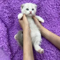 اسکاتیش و بریتیش