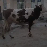 گاو ،گوساله ،تلیسه سیمینتال آبستن سنگین|حیوانات مزرعه|بیلوار, |دیوار