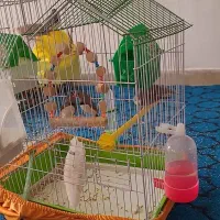 6عدد فنج نر و ماده نر و ماده همراه تخم|پرنده|صحنه, |دیوار