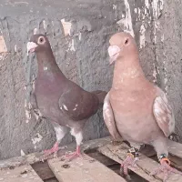 سرخ دم سفید|پرنده|تربت‌حیدریه, بازار|دیوار